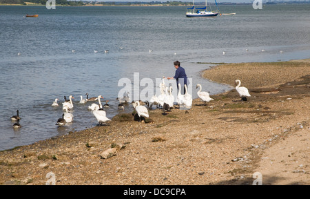 Woman feeding swans Rivière Stour Mistley, Essex, Angleterre Banque D'Images