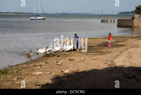 Woman feeding swans Rivière Stour Mistley, Essex, Angleterre Banque D'Images