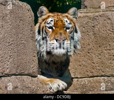 Aysha, femelle tigre du Bengale (Panthera tigris tigris), Isle of Wight Zoo, Sandown, Isle of Wight, Angleterre Banque D'Images