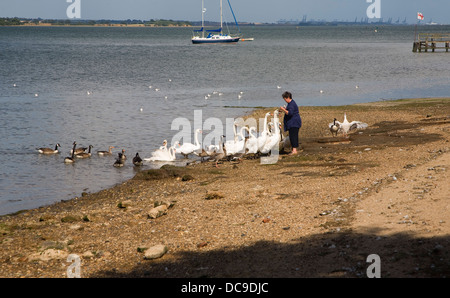 Woman feeding swans Rivière Stour Mistley, Essex, Angleterre Banque D'Images