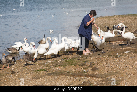 Woman feeding swans Rivière Stour Mistley, Essex, Angleterre Banque D'Images