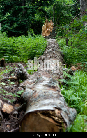 Un vieux tronc d'arbre tombé dans un bois entre les fougères et les feuilles Banque D'Images