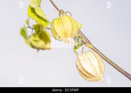 Fruits de lanternes chinoises sur fond blanc Banque D'Images