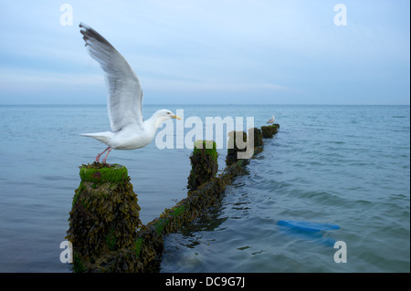 Une Mouette (Gull) se prépare à prendre la fuite d'une plage disjoncteur. Banque D'Images