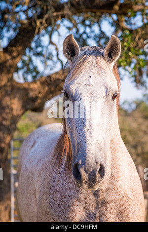 De tête blanc ou gris American quarter horse looking at camera ranch au Texas Hill Country, Mountain Home, Idaho, USA Banque D'Images