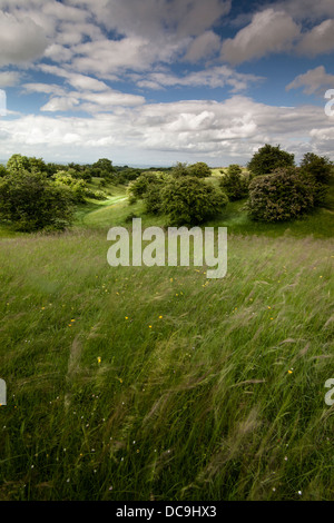 La prairie et les frotter sur le vent en lumière dans le Worcestershire pommelé campagne près de Broadway Tower Banque D'Images