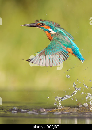 Kingfisher (Alcedo commun mâle atthis) en vol après la plongée Banque D'Images