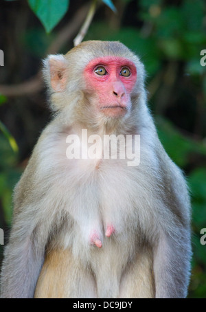 Macaque Rhésus (Macaca mulatta), le parc national de Bardia, Népal Banque D'Images