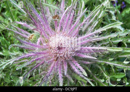 Wavyleaf thistle vu de dessus Banque D'Images