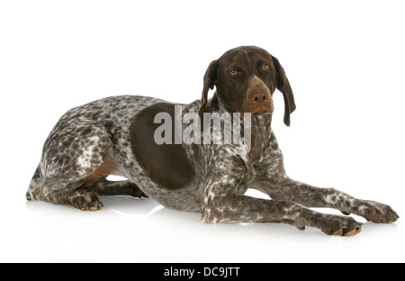 German short haired pointer fixant isolé sur fond blanc Banque D'Images