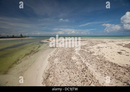 Zone de mangrove à l'extrémité nord de l'Isla Cozumel. (MR) Banque D'Images