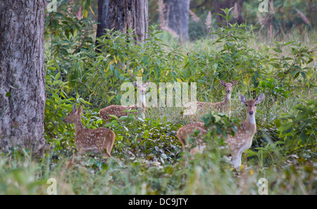 Spotted Deer (Axis axis), également connu comme Chital, dans la forêt de sals dans le parc national de Bardia, Népal Banque D'Images