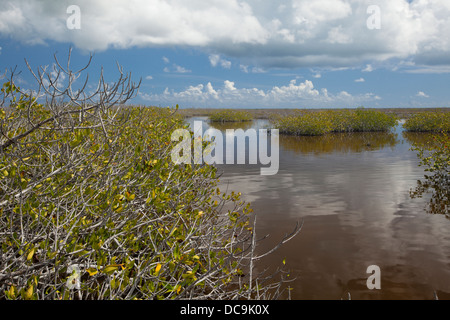 Zone de mangrove à l'extrémité nord de l'Isla Cozumel. Banque D'Images