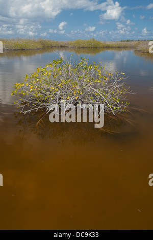 Zone de mangrove à l'extrémité nord de l'Isla Cozumel. Banque D'Images