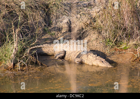 Crocodile (Crocodylus palustris agresseur) sur une berge, dans le parc national de Bardia, Népal Banque D'Images