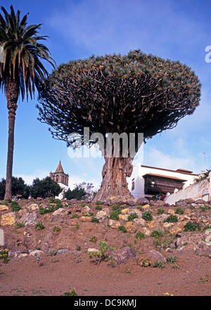 L'arbre Dragon avec le clocher de l'église de San Marcos à l'arrière, Santa Cruz de Tenerife, Tenerife, Canaries, Espagne. Banque D'Images