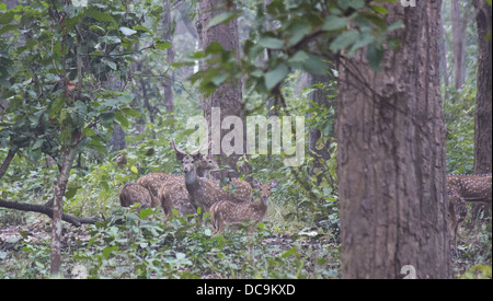 Spotted Deer (Axis axis), également connu comme Chital, dans la forêt de sals dans le parc national de Bardia, Népal Banque D'Images