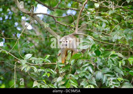 Territoire Français d'outre-mer, Guyane, îles du salut, l'Île Royale. Wild singe écureuil (Saimiri sciureus) dans l'arbre. Banque D'Images