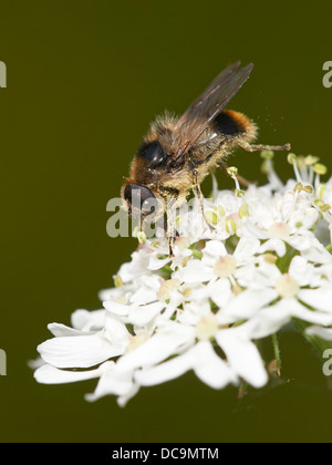 Bumblebee imiter Hoverfly se nourrissant de nectar Banque D'Images