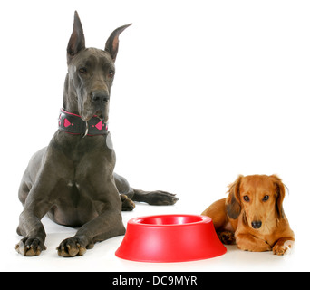 L'heure du dîner de chien - dog allemand et miniature dachshund à côté d'attente vide bol alimentaire sur fond blanc Banque D'Images