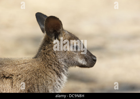 Wallaby de Bennett (Macropus rufogriseus), photo a été prise en Tasmanie, Australie Banque D'Images