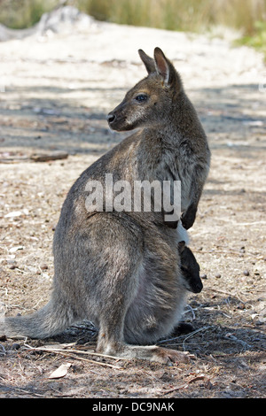 Wallaby de Bennett (Macropus rufogriseus), photo a été prise en Tasmanie, Australie Banque D'Images