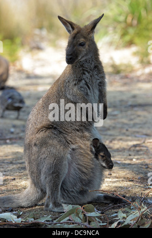 Wallaby de Bennett (Macropus rufogriseus), photo a été prise en Tasmanie, Australie Banque D'Images