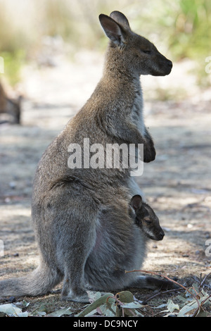 Wallaby de Bennett (Macropus rufogriseus), photo a été prise en Tasmanie, Australie Banque D'Images