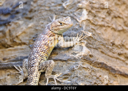 Le Parc National du Grand Canyon, Arizona. Clôture du plateau (Lézard Sceloporus tristichus) Banque D'Images