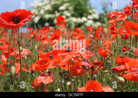 Arrière-plan de belles fleurs de pavot rouge en fleur, scène d'été. Banque D'Images