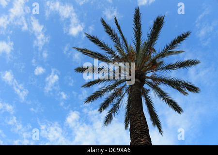 La silhouette du palmier tropical avec ciel bleu et nuages de fond. Banque D'Images