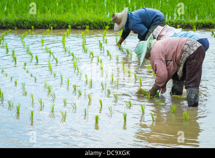 Transplantation d'agriculteurs des plants de riz dans le champ du riz dans Daylight time Banque D'Images