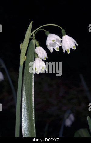 Printemps / Été/ Flocon Leucojum aestivum Loddon Lily - Famille -Amaryillidaceae Banque D'Images