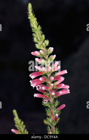 Close-up de tête fleur de Ruby Ruby Glow Glow Heath / Erica carnea Heath- Hiver - famille des Ericaceae Banque D'Images