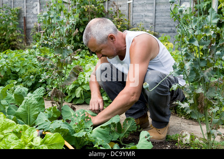 L'homme travaillant dans les usines de jardin chou Contrôle des chenilles, des prises à Bristol, Royaume Uni Banque D'Images