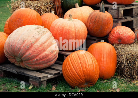 La récolte des citrouilles orange automne Banque D'Images