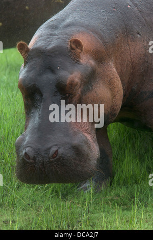 Un portrait d'un hippopotame Banque D'Images