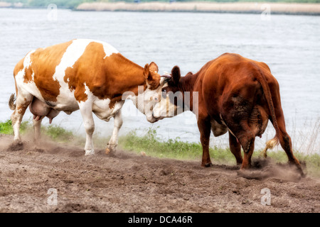 Deux vaches combats à Riverside. Banque D'Images