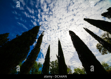 Silhouette de cyprès et ciel nuageux en Toscane, Italie Banque D'Images