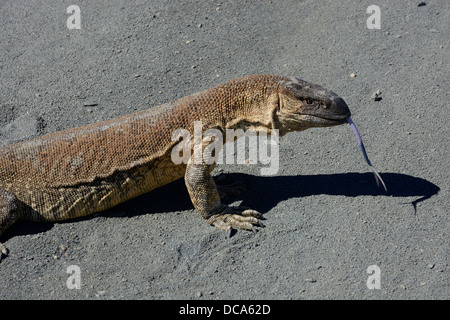 Rock (Varanus albigularis) Moniteur Banque D'Images