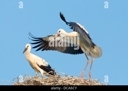 Cigognes blanches (Ciconia ciconia), deux jeunes cigognes sur un nid au cours des exercices de vol Banque D'Images