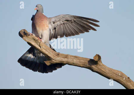 Pigeon ramier Columba palumbus atterrissage sur branche morte Banque D'Images