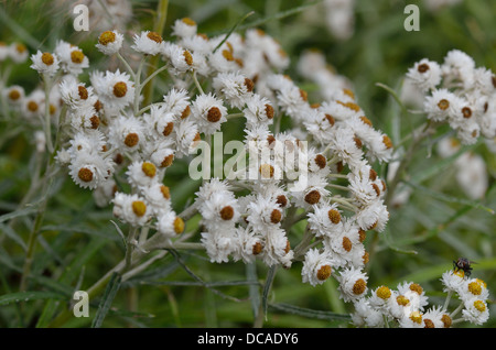 Pearly everlasting Anaphalis margaritacea fleurs close up Banque D'Images