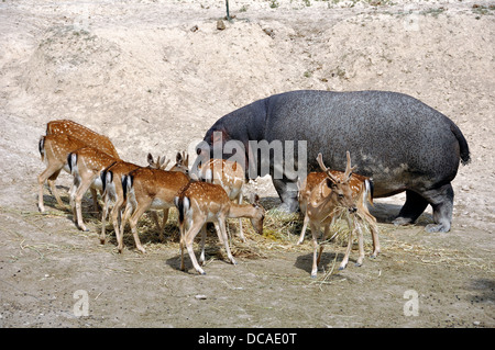 Entouré d'hippopotame avec cerfs tachetés. Tout le monde est confortablement l'avoir repas. L'Aitana Safari Park, Espagne Banque D'Images