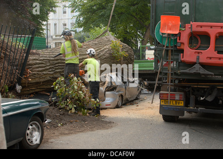 Voiture écrasée par chute d'un arbre à Colville Square Londres Notting Hill Banque D'Images