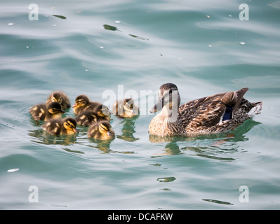 Une cane et canetons (famille de canards) sur l'eau bleue Banque D'Images