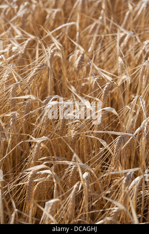 Close up of a l'orge (Hordeum vulgare L) Prêts pour la récolte des cultures, Oxfordshire, UK. Banque D'Images