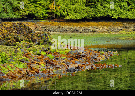 Réflexions à Burnaby Narrows à marée basse Haida Gwaii Haanas Gwaii Queen Charlotte Islands NP British Columbia Canada Banque D'Images