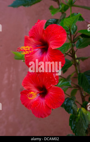 Hibiscus rouge, l'île de Gorée, au Sénégal. Les fourmis sont à l'intérieur, à la recherche de nectar. Banque D'Images