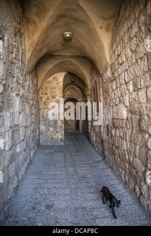 Chat noir dans la vieille ville de Jérusalem israël Banque D'Images